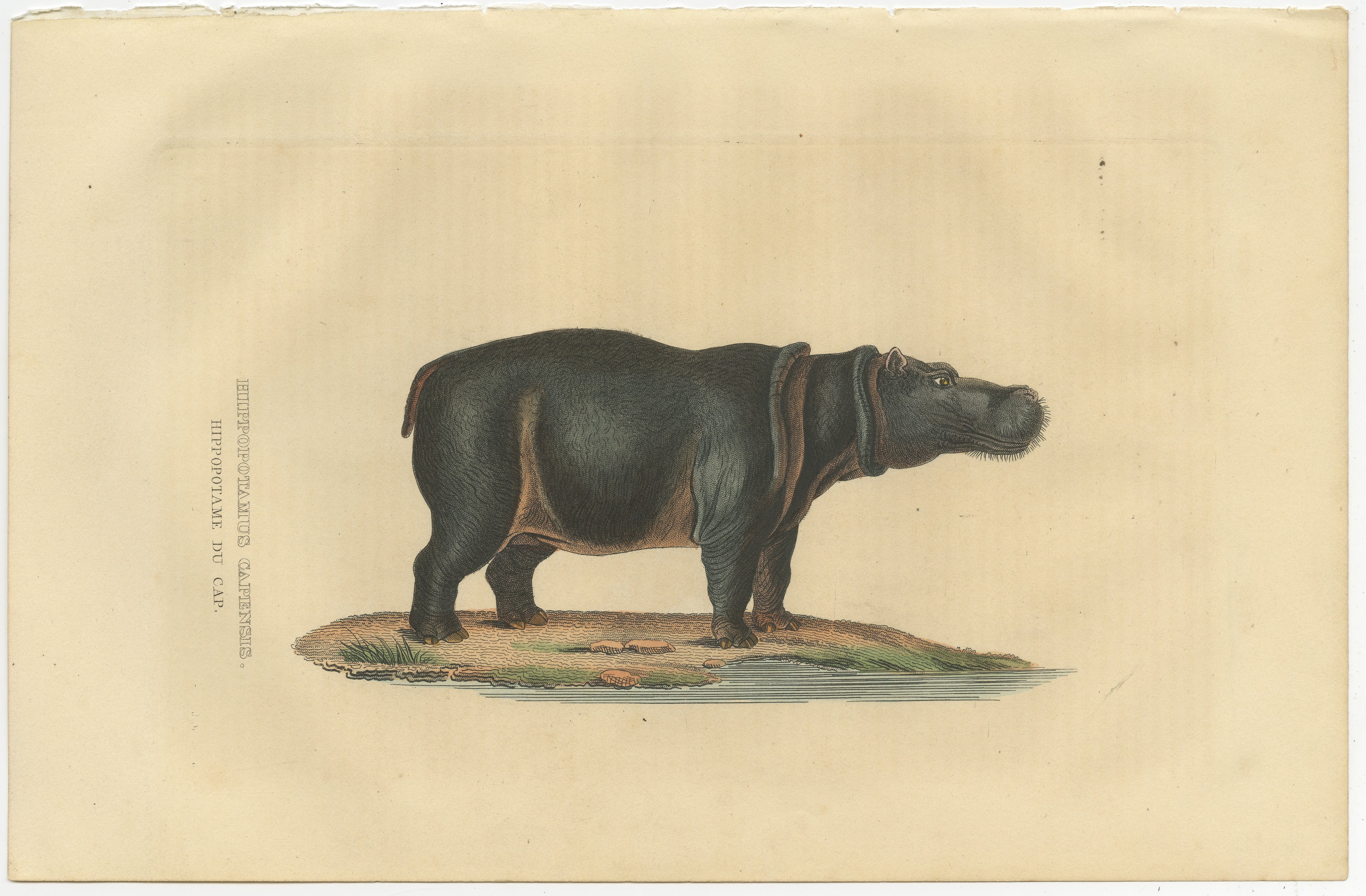 ‘HIPPOPOTAMUS CAPENSIS – HIPPOPOTAME DU CAP.’ ‘
– (Hippo, a large, mostly herbivorous mammal in sub-Saharan Africa.)

The Hippopotamus capensis, commonly known as the Hippopotamus or 