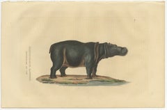 Old Print of a Hippo, a Large Herbivorous Mammal in Sub-Saharan Africa