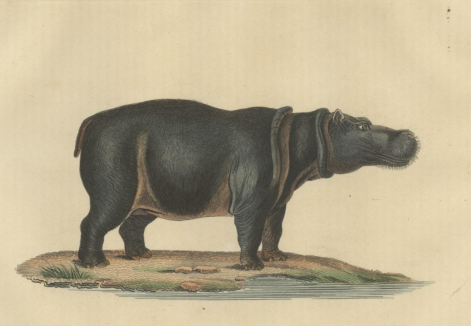Old Print of a Hippo, a Large Herbivorous Mammal in Sub-Saharan Africa In Good Condition For Sale In Langweer, NL