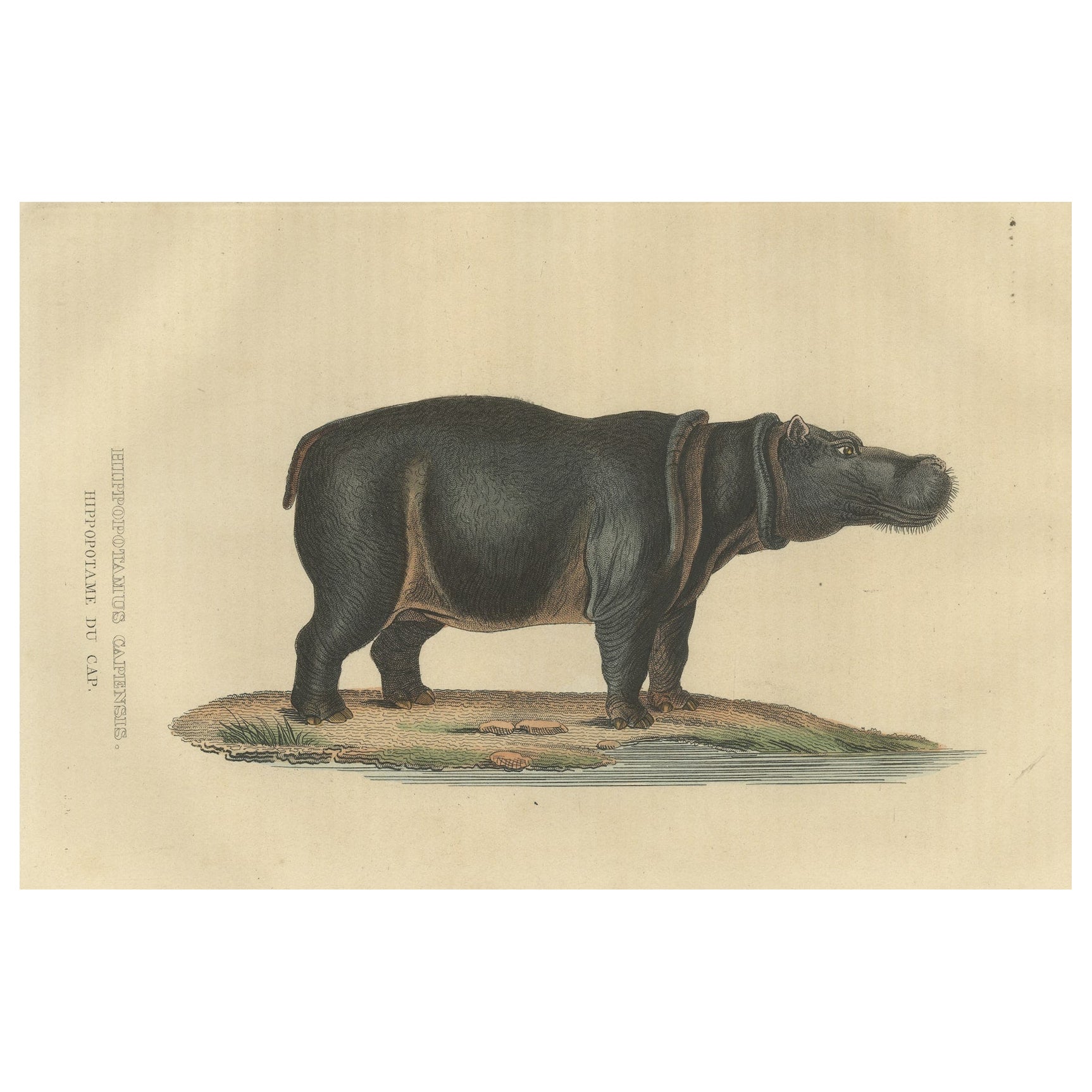 Ancienne gravure d'un hippopotame, un grand mammifère herbivore d'Afrique Sub-saharienne