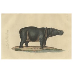 Ancienne gravure d'un hippopotame, un grand mammifère herbivore d'Afrique Sub-saharienne