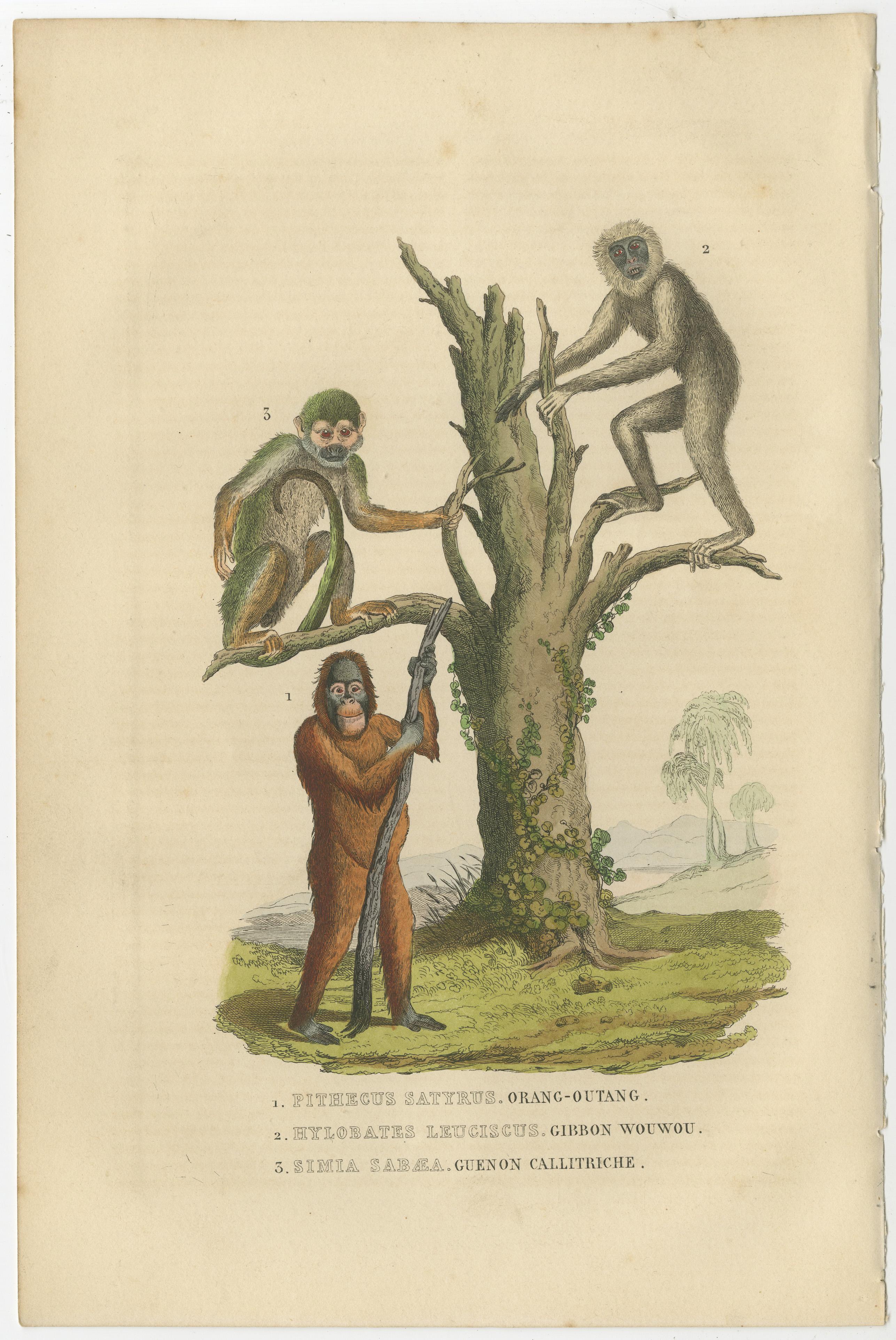 Original antique hand-colored print of three monkeys. Very decorative.

Encounter the intriguing world of primates through this collection featuring three remarkable species captured in detailed illustrations. 

Firstly, the majestic 'PITHECUS