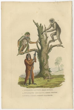Old Print of a Red or Asiatic Orangoutan, Javan Silvery Gibbon and Green Monkey