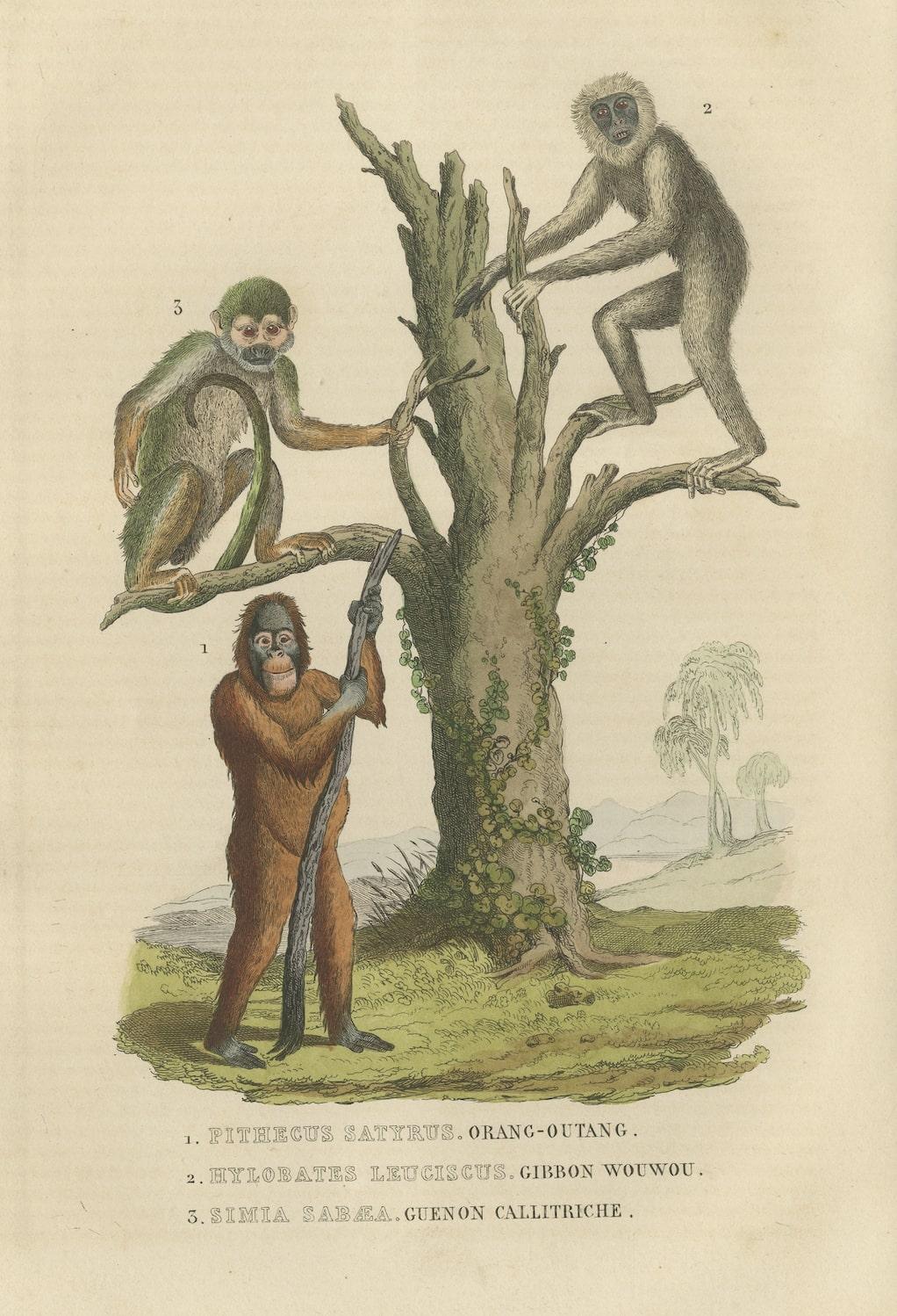 Paper Old Print of a Red or Asiatic Orangoutan, Javan Silvery Gibbon and Green Monkey For Sale