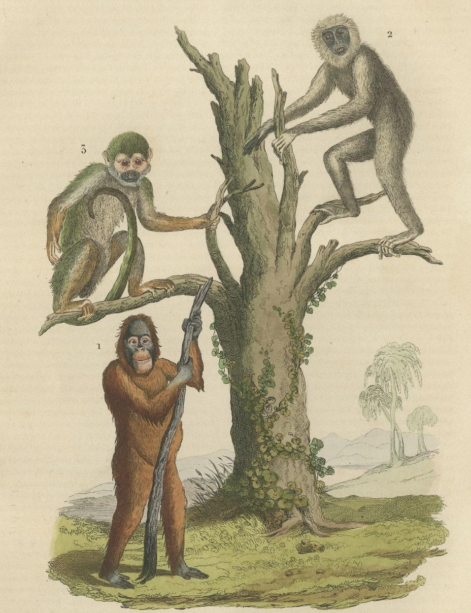 Old Print of a Red or Asiatic Orangoutan, Javan Silvery Gibbon and Green Monkey For Sale 1