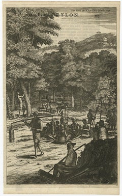 Old Print of Farmers Harvesting Cinnamon on the Island Ceylon or Sri Lanka, 1672