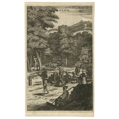 Old Print of Farmers Harvesting Cinnamon on the Island Ceylon oder Sri Lanka, 1672