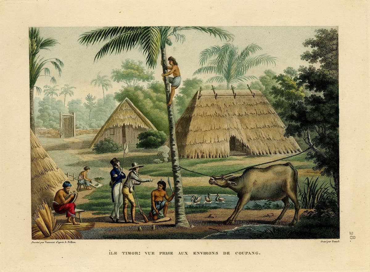 Old Print of French Travellers Visiting a Village in Kupang, Timor, 1825