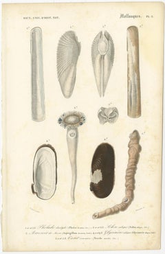 Old Print of the Common Piddock, Watering Pot Shell, Shipworm and More, 1849