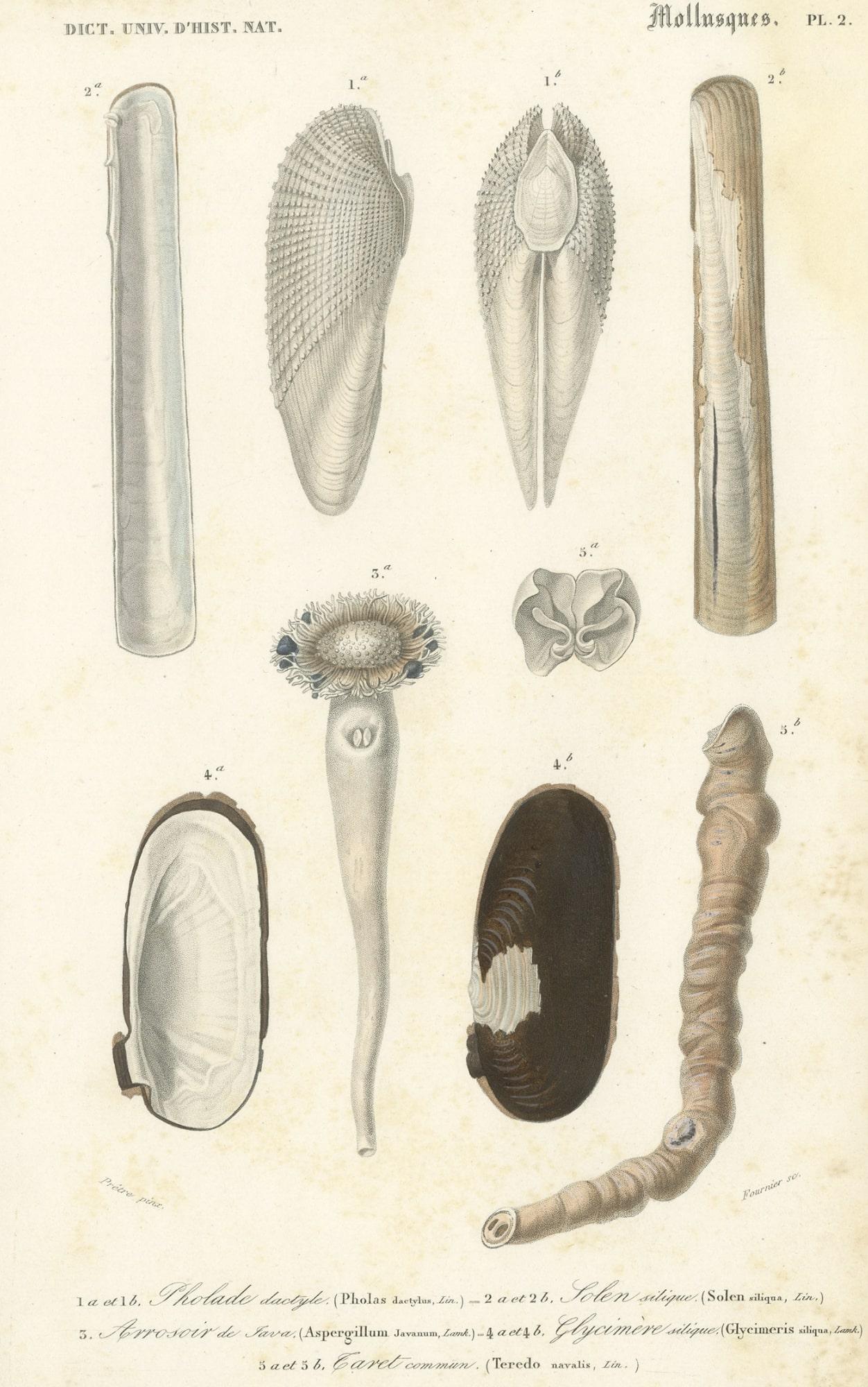 Old Print of the Common Piddock, Watering Pot Shell, Shipworm and More, 1849 In Good Condition For Sale In Langweer, NL