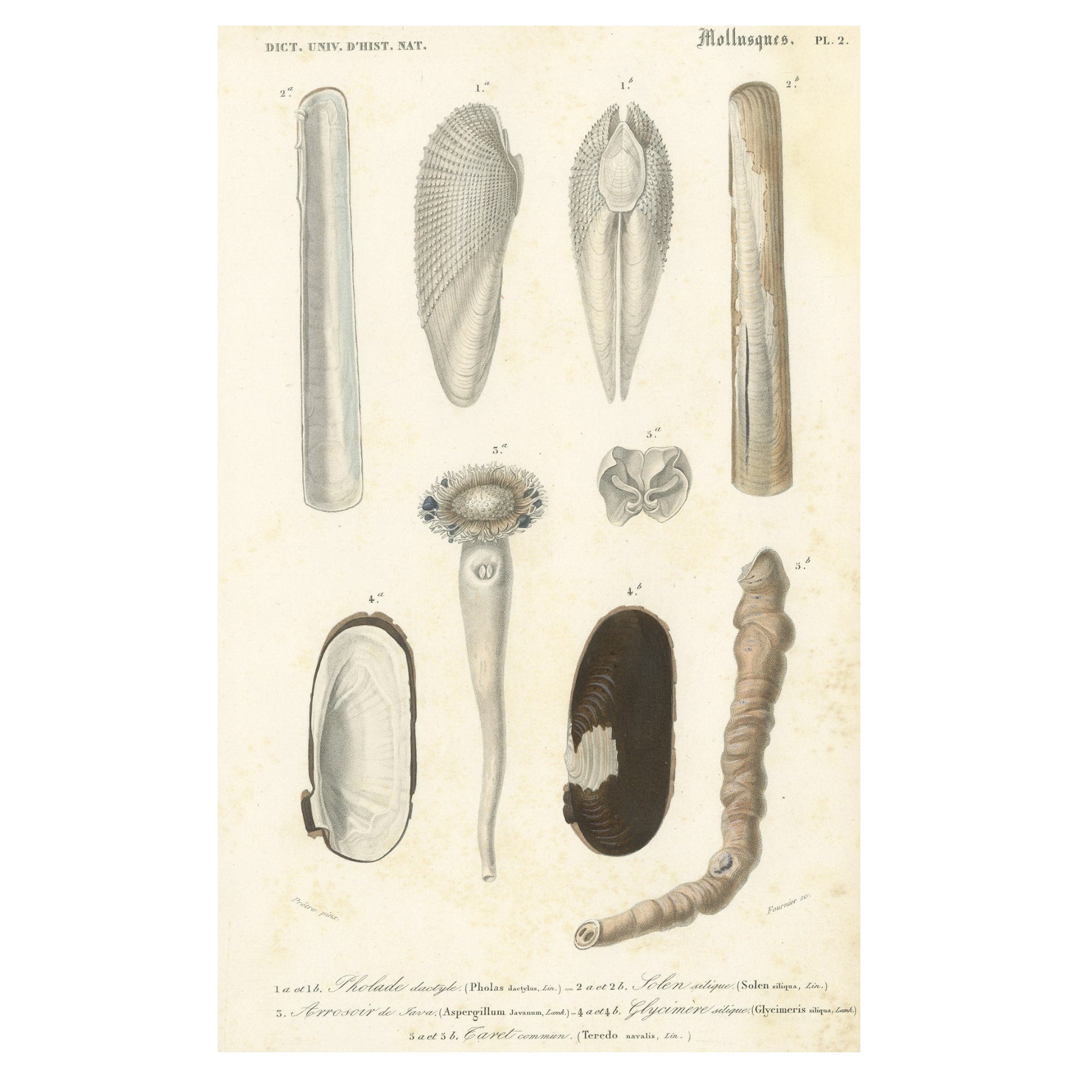 Stampa antica di Piddock comune, conchiglia dell'annaffiatoio, verme e altro, 1849 in vendita