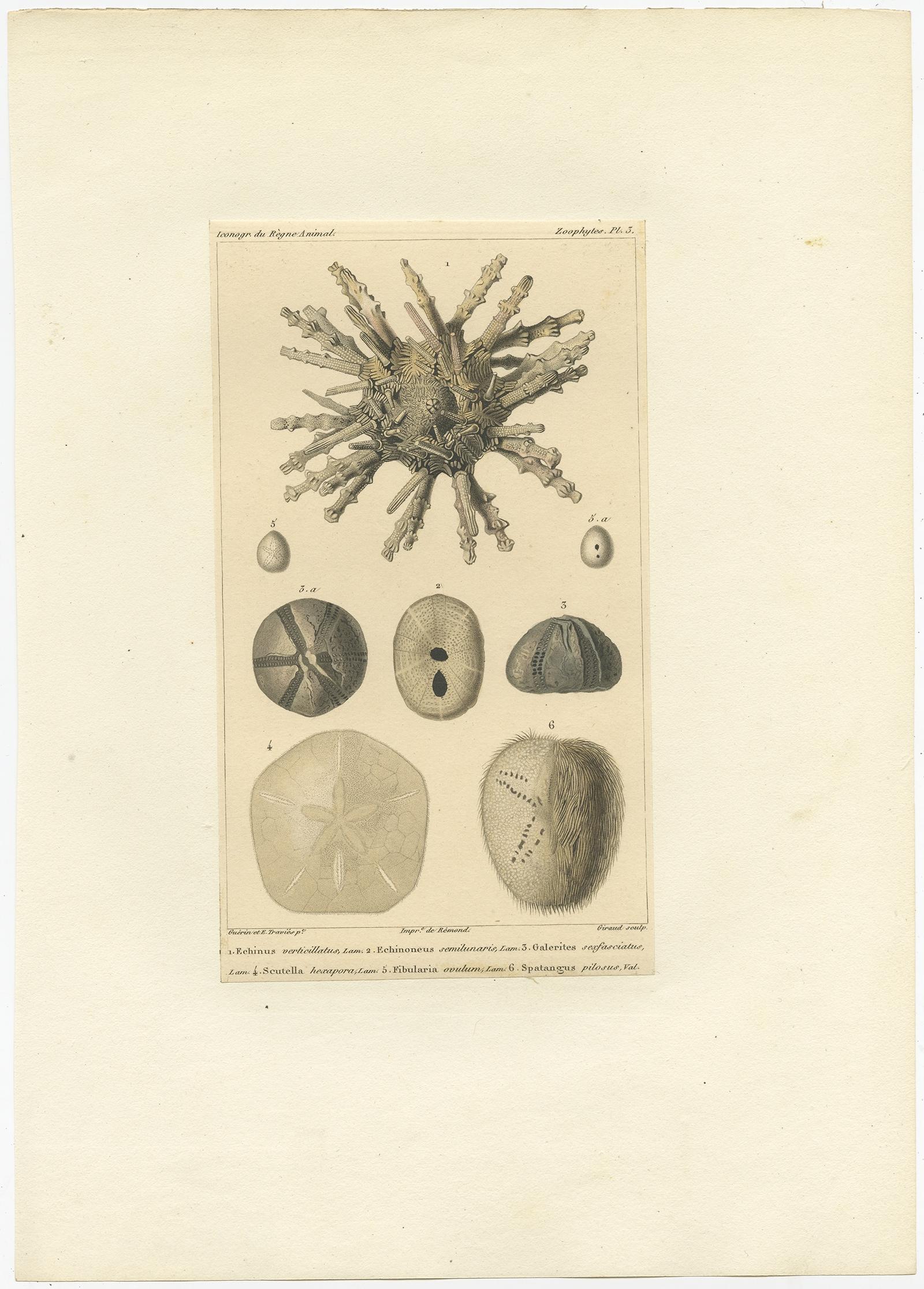 Antiker Druck mit dem Titel '1. Echinus verticillatus 2. Echinoneus semilunaris (..)'. 

Alter Druck des Sanddollars und anderer Seeigel. Dieser Druck stammt aus 