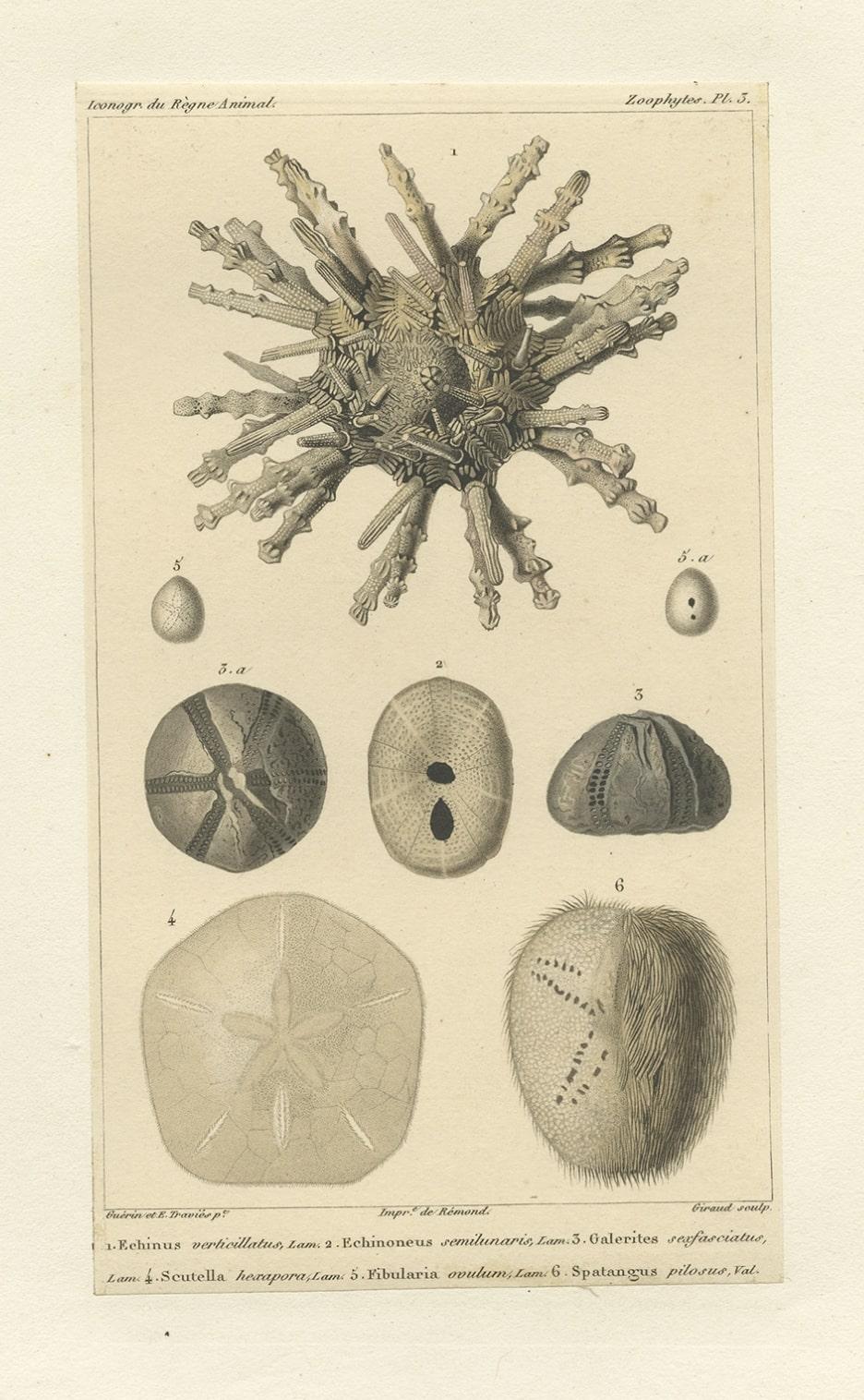 Old Print of the Sand Dollar and Other Sea Urchins, um 1830 im Zustand „Gut“ im Angebot in Langweer, NL