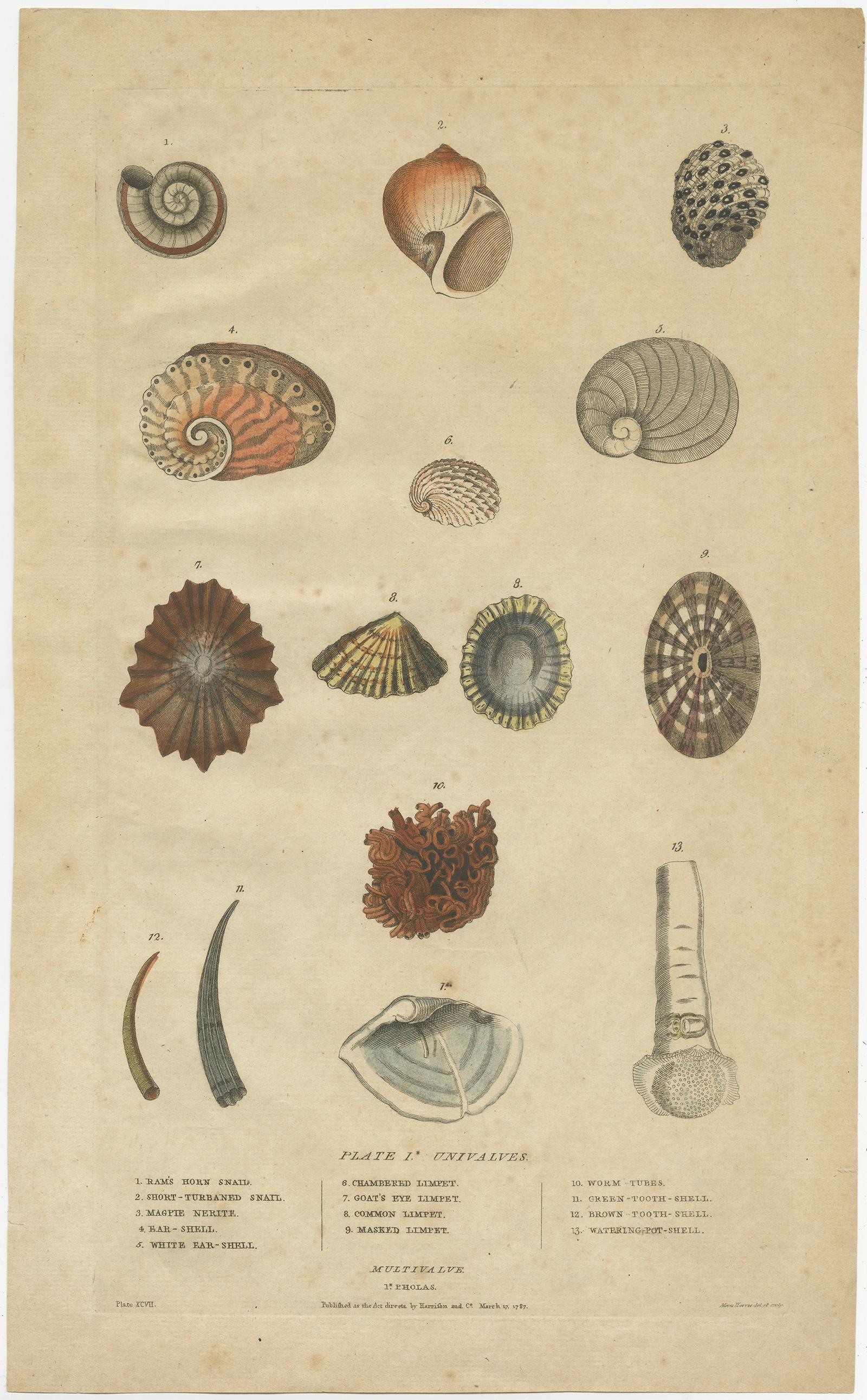 Antique print titled 'Univalves'. Old print of various Univalve (Gastropod) species; Ear shells, Limpets, Tooth shells, Nerite etc. 

This antique print originates from William Frederic Martyn’s two volume work, 'A New Dictionary of Natural