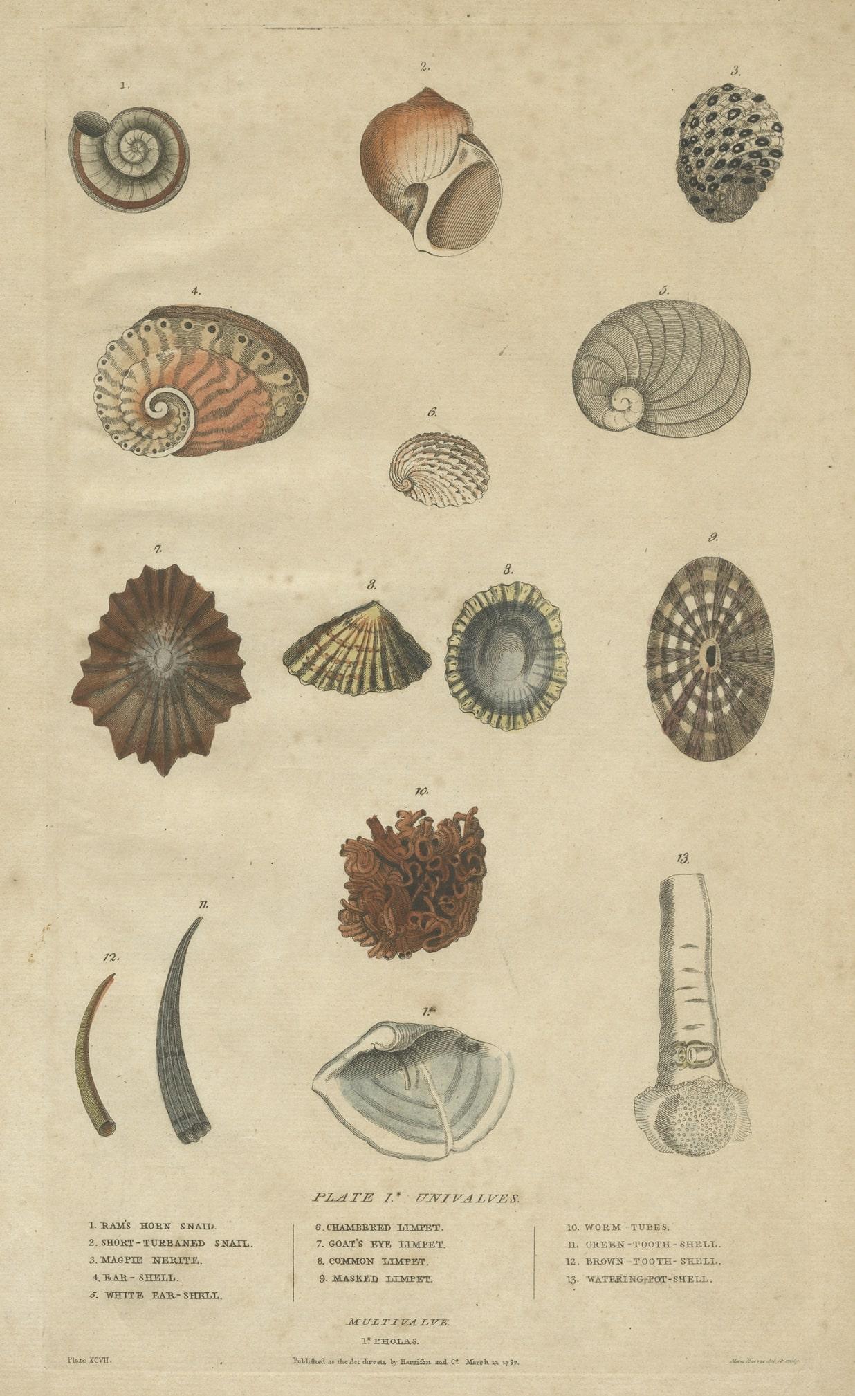 Old Print of Univalve 'Gastropod' Species; Ear Shells, Limpets, Etc., 1787 In Good Condition For Sale In Langweer, NL