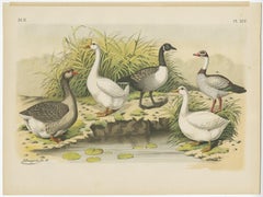 Old Print Showing Various Geese; Canada Goose, Snow Goose, Brant Goose Etc, 1886
