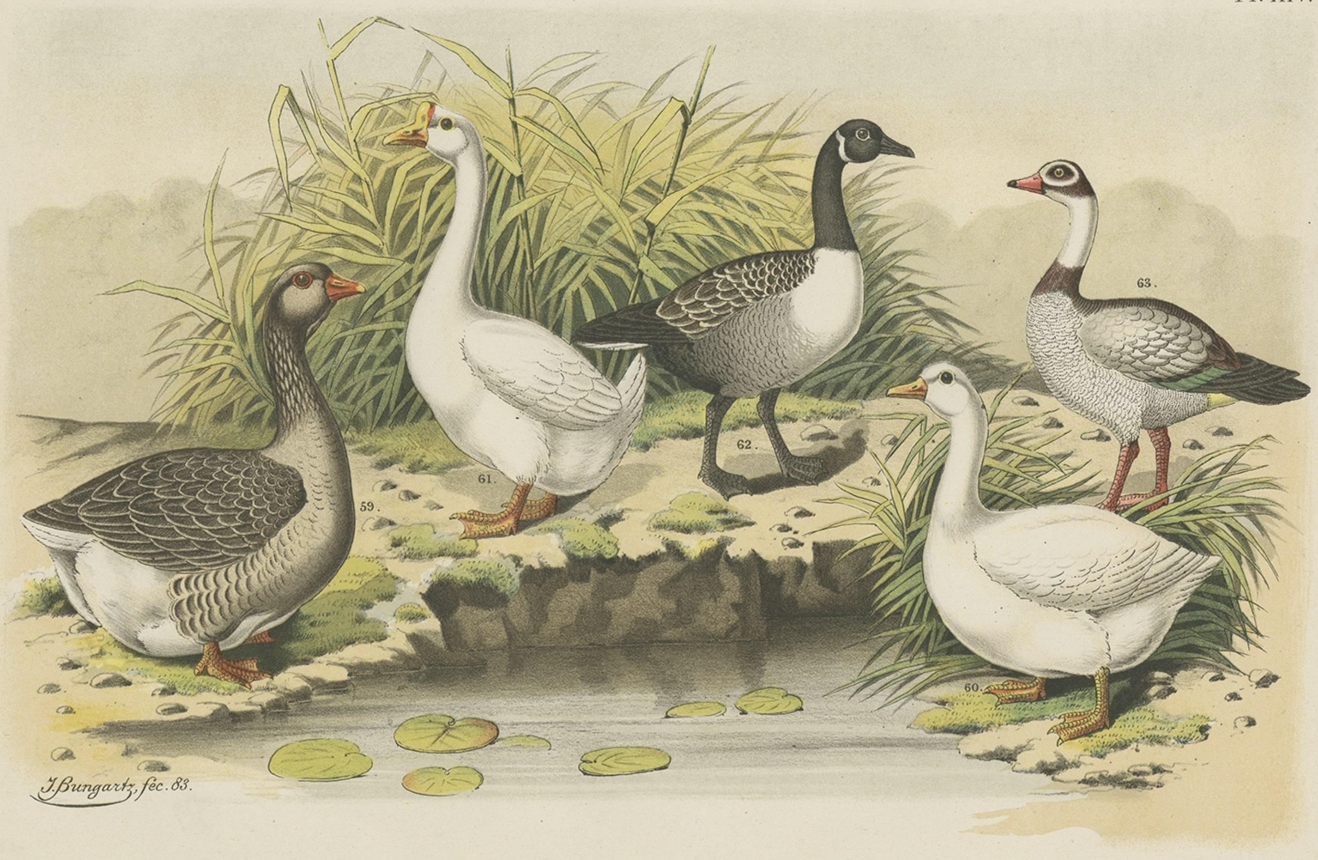 Ancienne estampe représentant diverses oiseaux du Canada, oiseaux des neiges, oiseaux de branches, 1886 Bon état - En vente à Langweer, NL