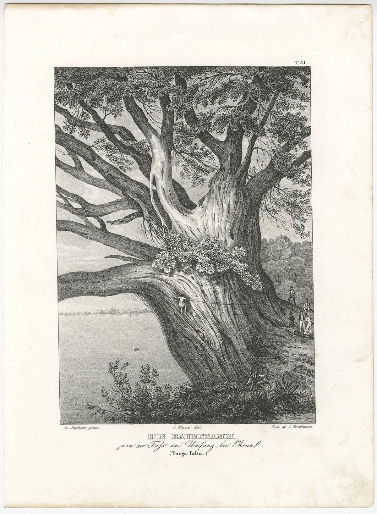 Old Print with a Huge Tree Trunk on Tonga Tabu, Tonga Islands, ca.1836