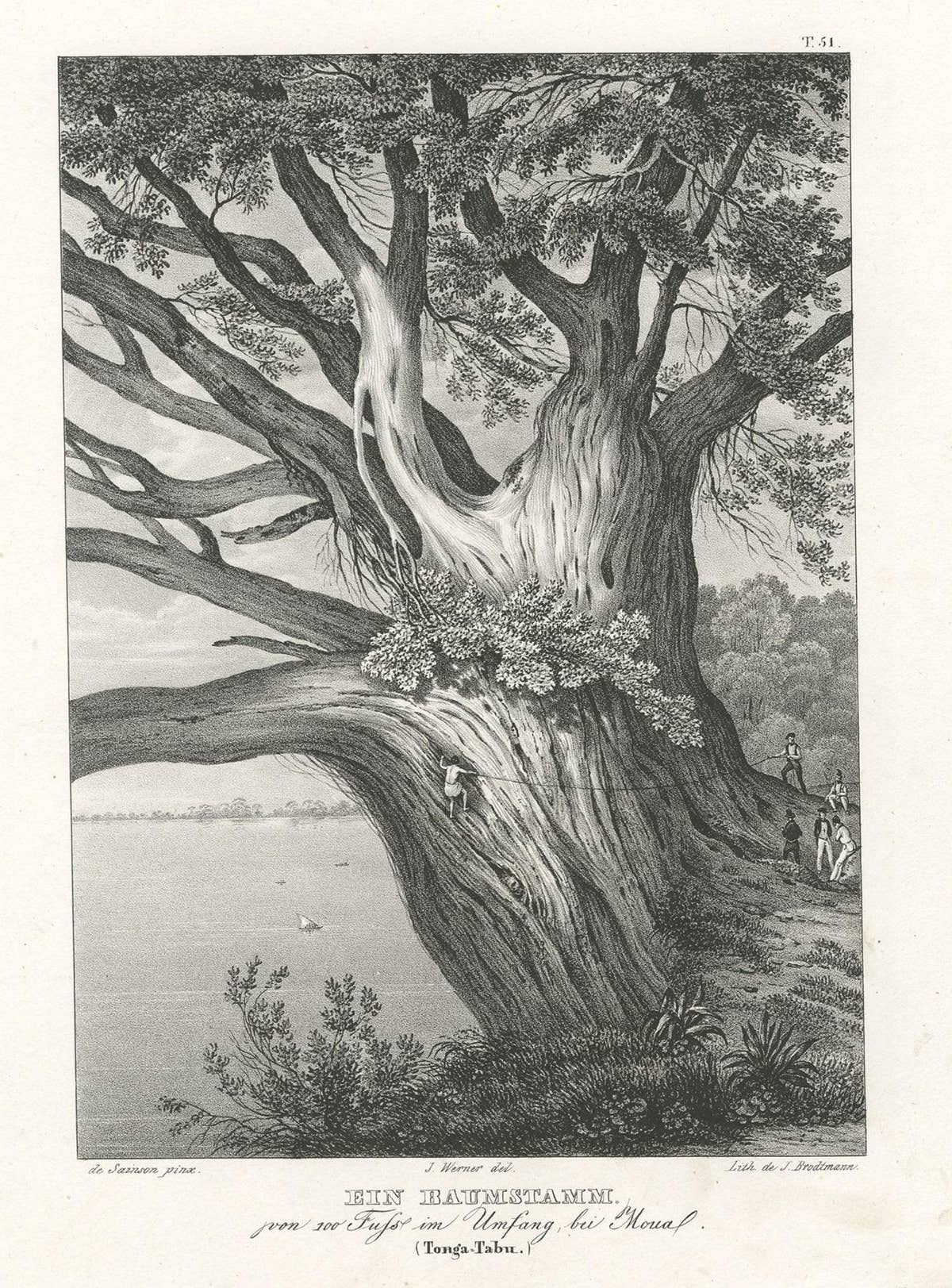 Old Print with a Huge Tree Trunk on Tonga Tabu, Tonga Islands, ca.1836