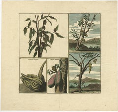 Old Print with Fruits from Asia Cocoa, Soursop Belimbing, Chinese Lemon, 1711