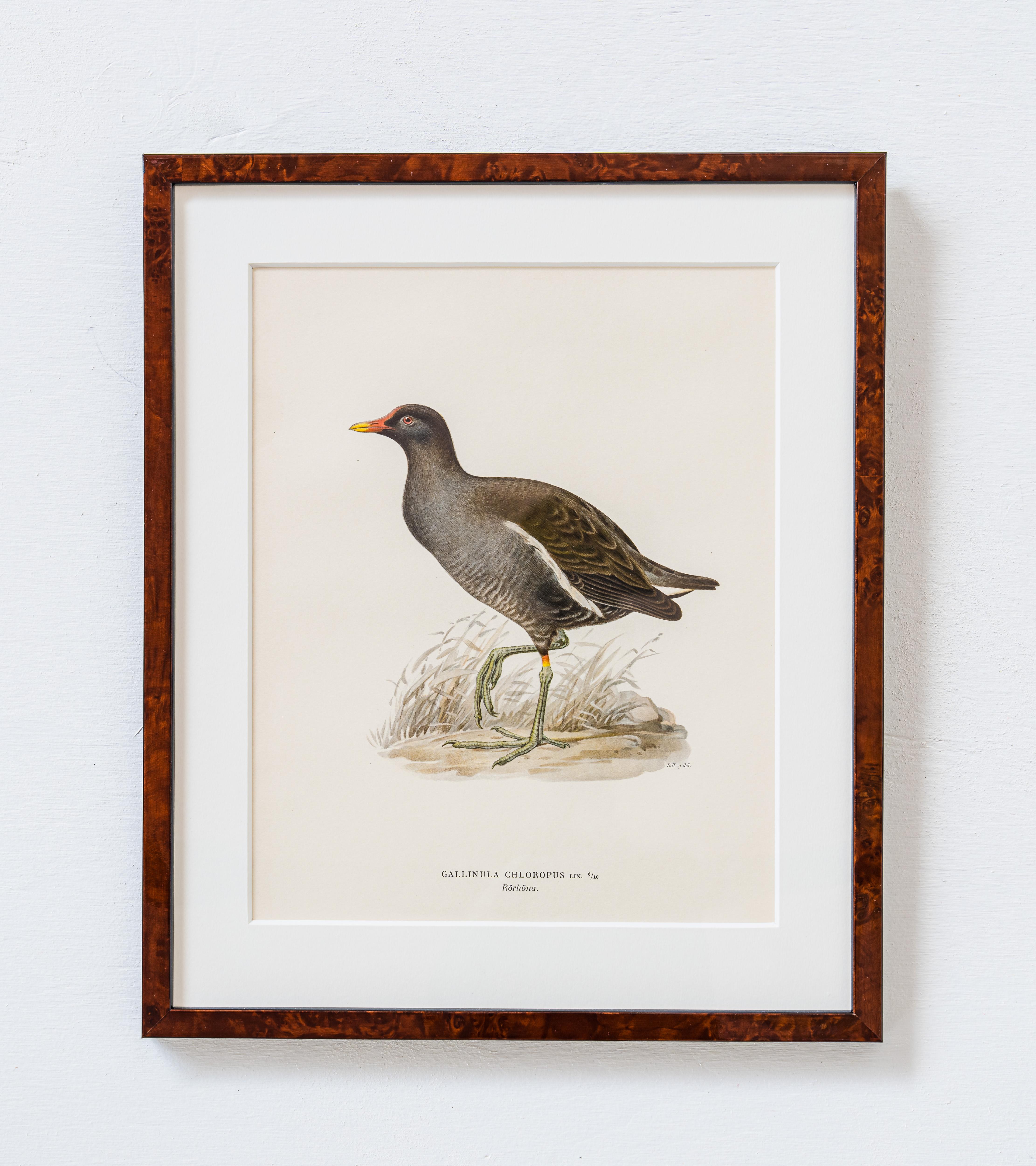 Wilhelm and Ferdinand von Wright belonged to a Swedish-Finnish noble family in the 17th century. Together with their brother Magnus von Wright these ornithologists, scientists, nature illustrators and artists became known for their studies of nature