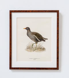 Old Prints - Hazel Grouse & Common Moorhen