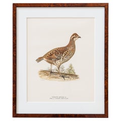 Anciennes estampes Hazel Grouse & Common Moorhen