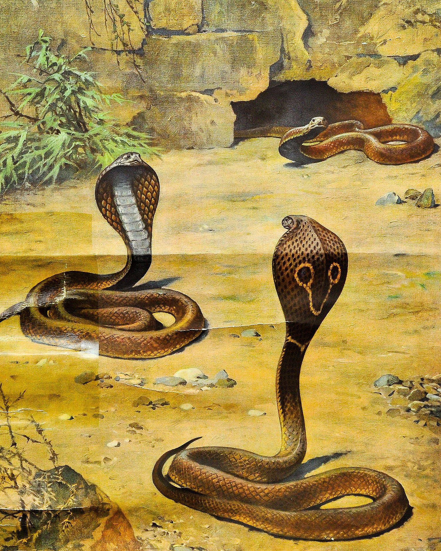 An old rollable wall chart depicting a fighting scenery of two cobras and a third snake arriving in the background. Colorful print on paper reinforced with canvas. Published around the 1920s. The chart has been repaired on the front side and
