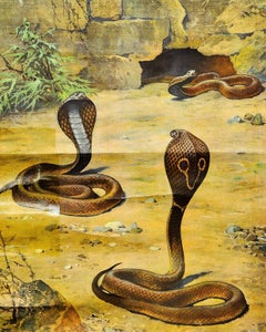 Old Mural Countrycore Pull-Down Wallchart Scenery with Cobras Snake Poster Print