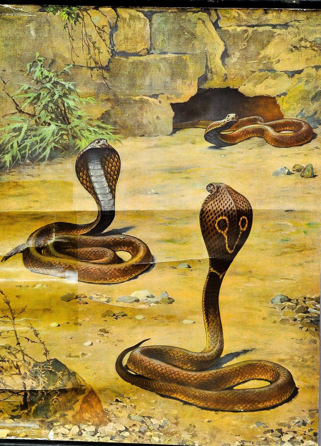German Old Mural Countrycore Pull-Down Wallchart Scenery with Cobras Snake Poster Print For Sale