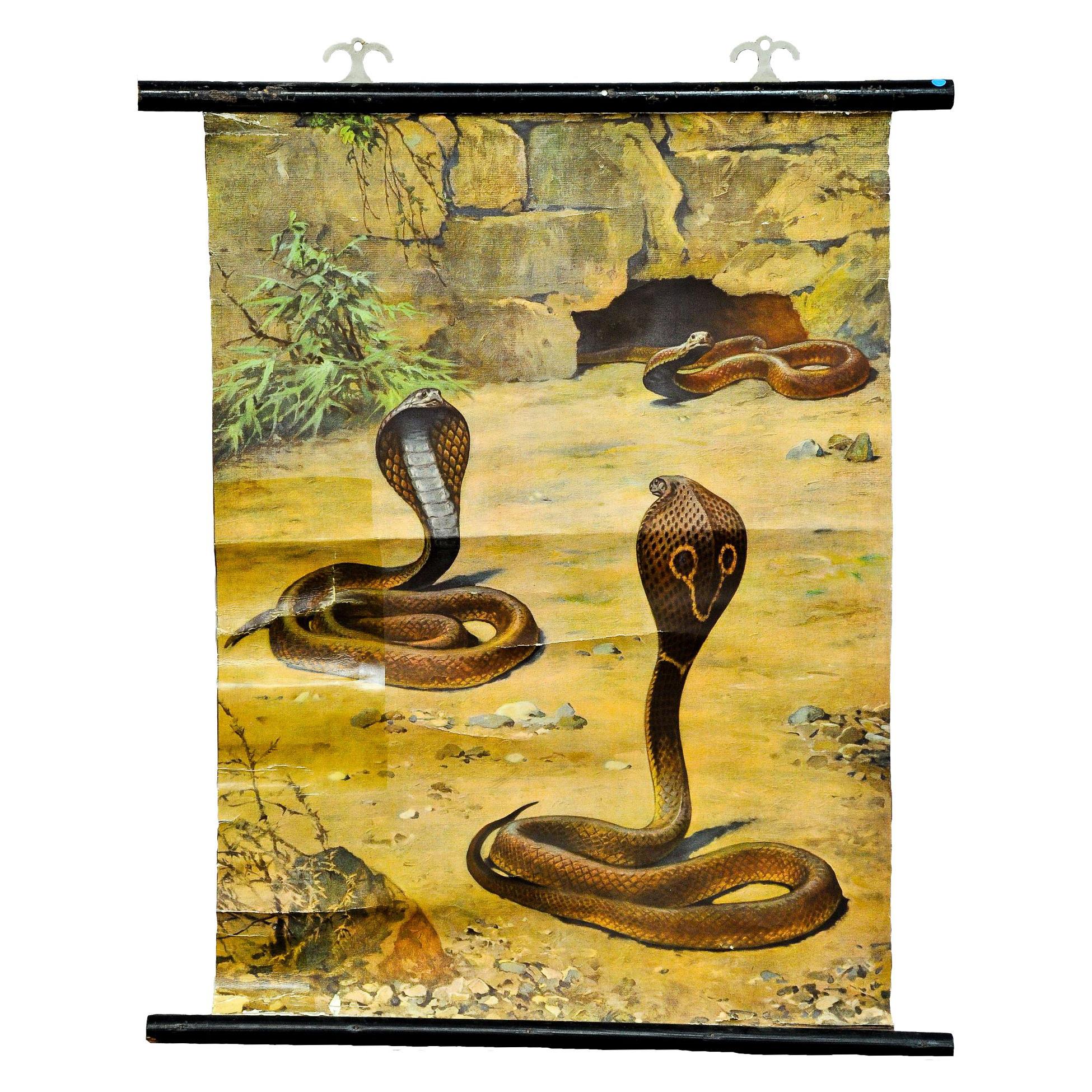 Old Mural Countrycore Pull-Down Wallchart Scenery with Cobras Snake Poster Print For Sale