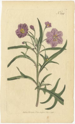 Old Purple Jacob's Ladder, Golden Monkeyflower and Red Kangaroo Paw Prints, 1797
