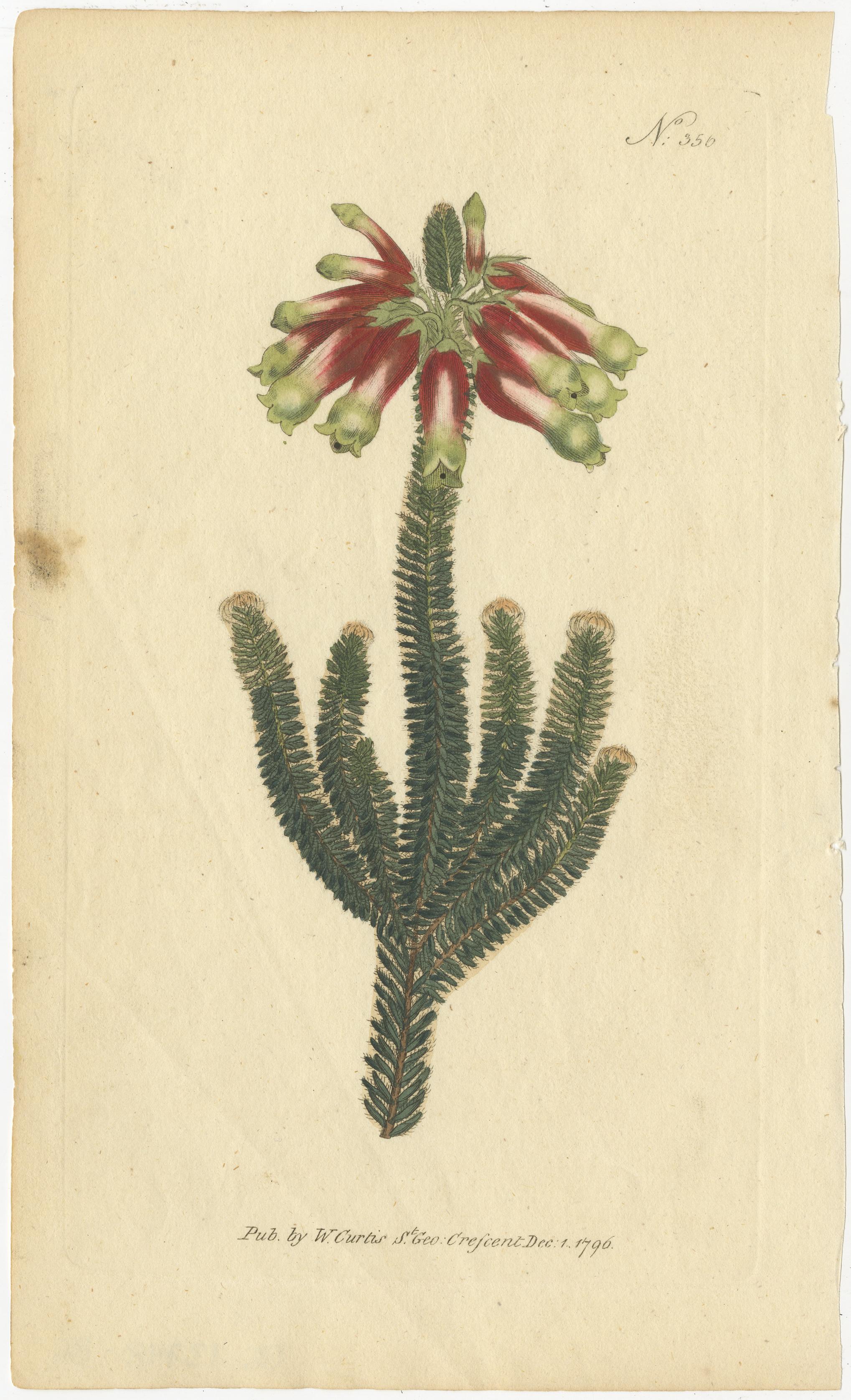 Vecchia scala di Giacobbe viola, fiori di scimmia dorati e impronte di zampe di canguro rosso, 1797 In condizioni buone in vendita a Langweer, NL