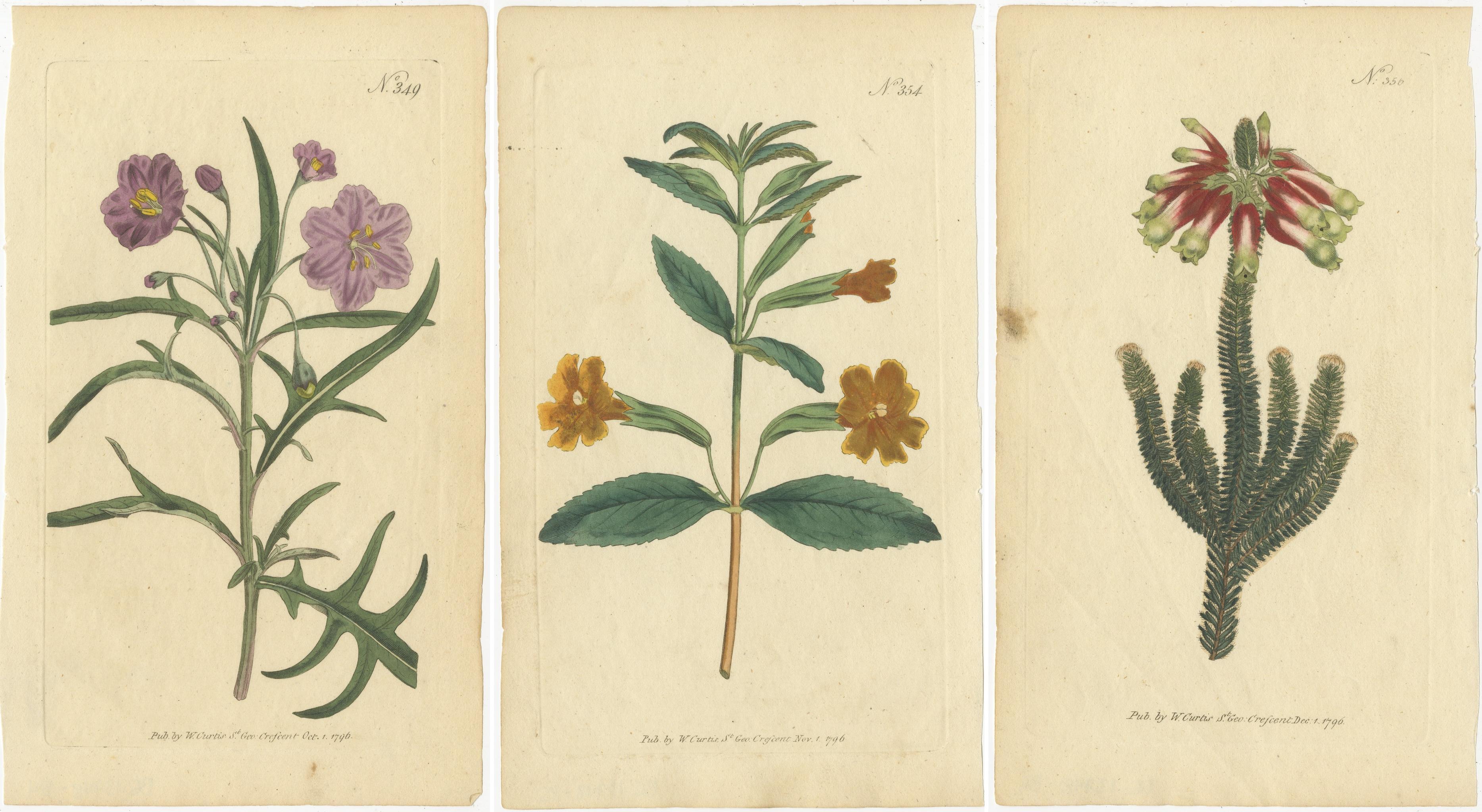 Fine XVIII secolo Vecchia scala di Giacobbe viola, fiori di scimmia dorati e impronte di zampe di canguro rosso, 1797 in vendita