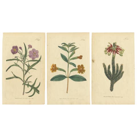 Old Purple Jacob's Ladder, Golden Monkeyflower and Red Kangaroo Paw Prints, 1797