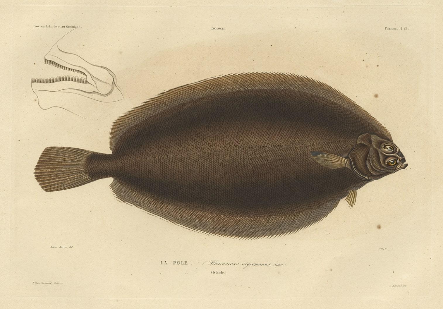 Old Rare Fish Print of the Witch Flounder oder Torbay Sole, seltener Fischdruck, 1842 im Zustand „Gut“ im Angebot in Langweer, NL