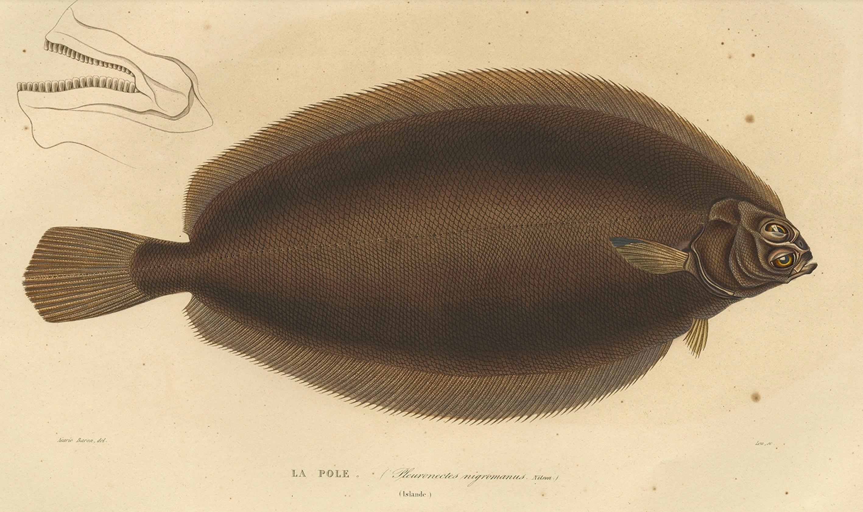 Old Rare Fish Print of the Witch Flounder or Torbay Sole, 1842 In Good Condition For Sale In Langweer, NL