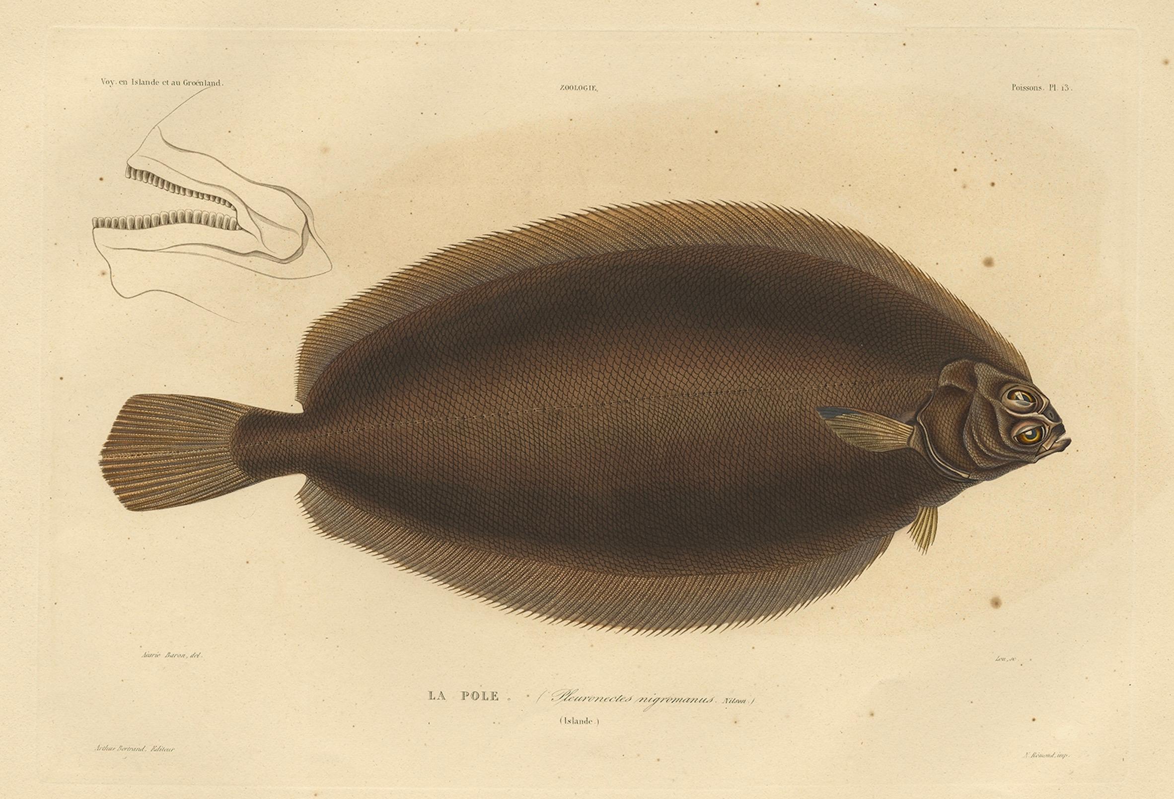 Mid-19th Century Old Rare Fish Print of the Witch Flounder or Torbay Sole, 1842 For Sale