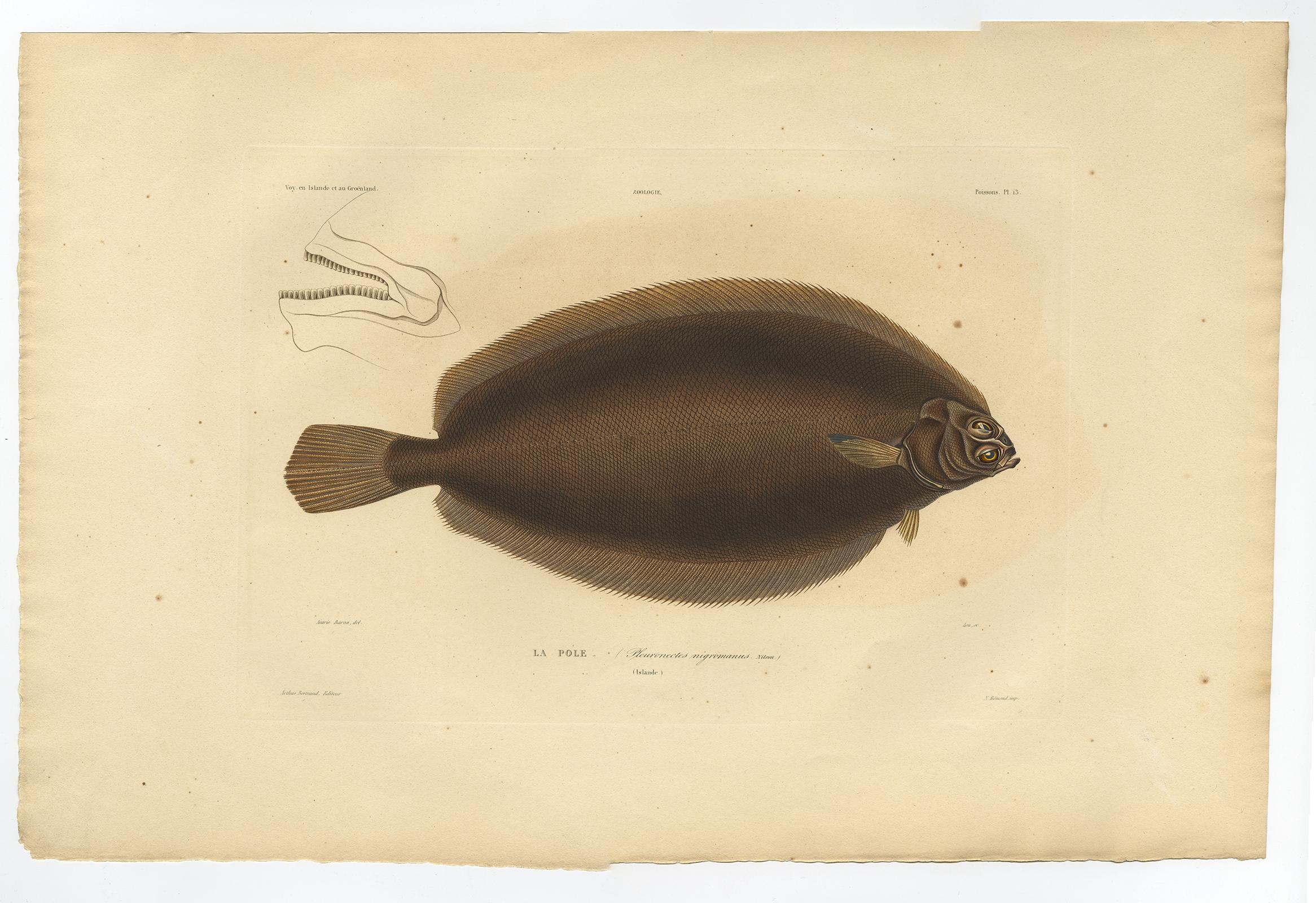 Paper Old Rare Fish Print of the Witch Flounder or Torbay Sole, 1842 For Sale
