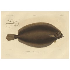 Old Rare Fish Print of the Witch Flounder or Torbay Sole, 1842
