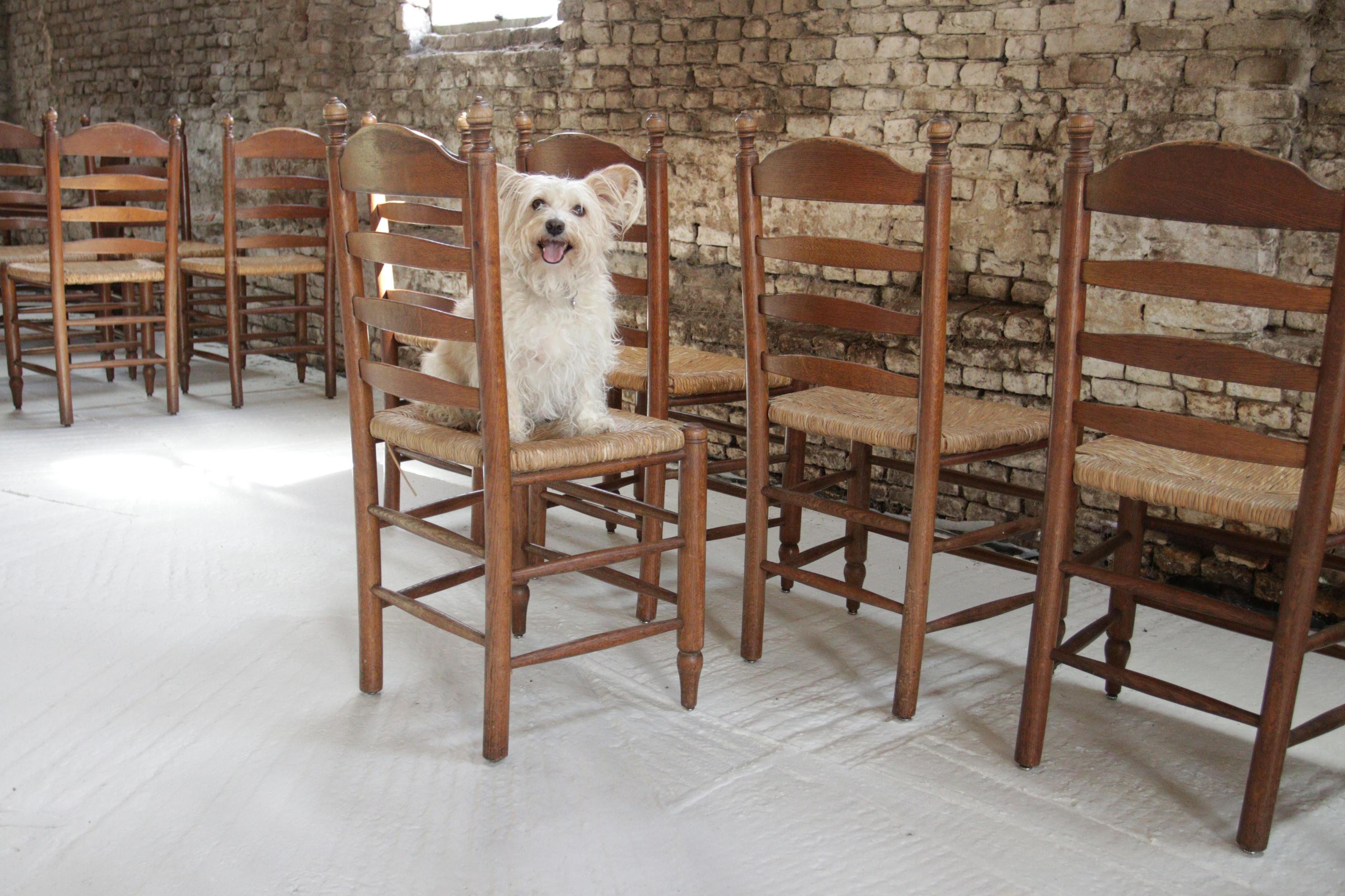 Old Rural Dutch Ladder Back Oak - Rush Seat Dining Chairs For Sale 10