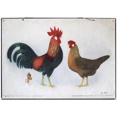 Old School Chart, Animal Species, Hens and Roosters, 1960s