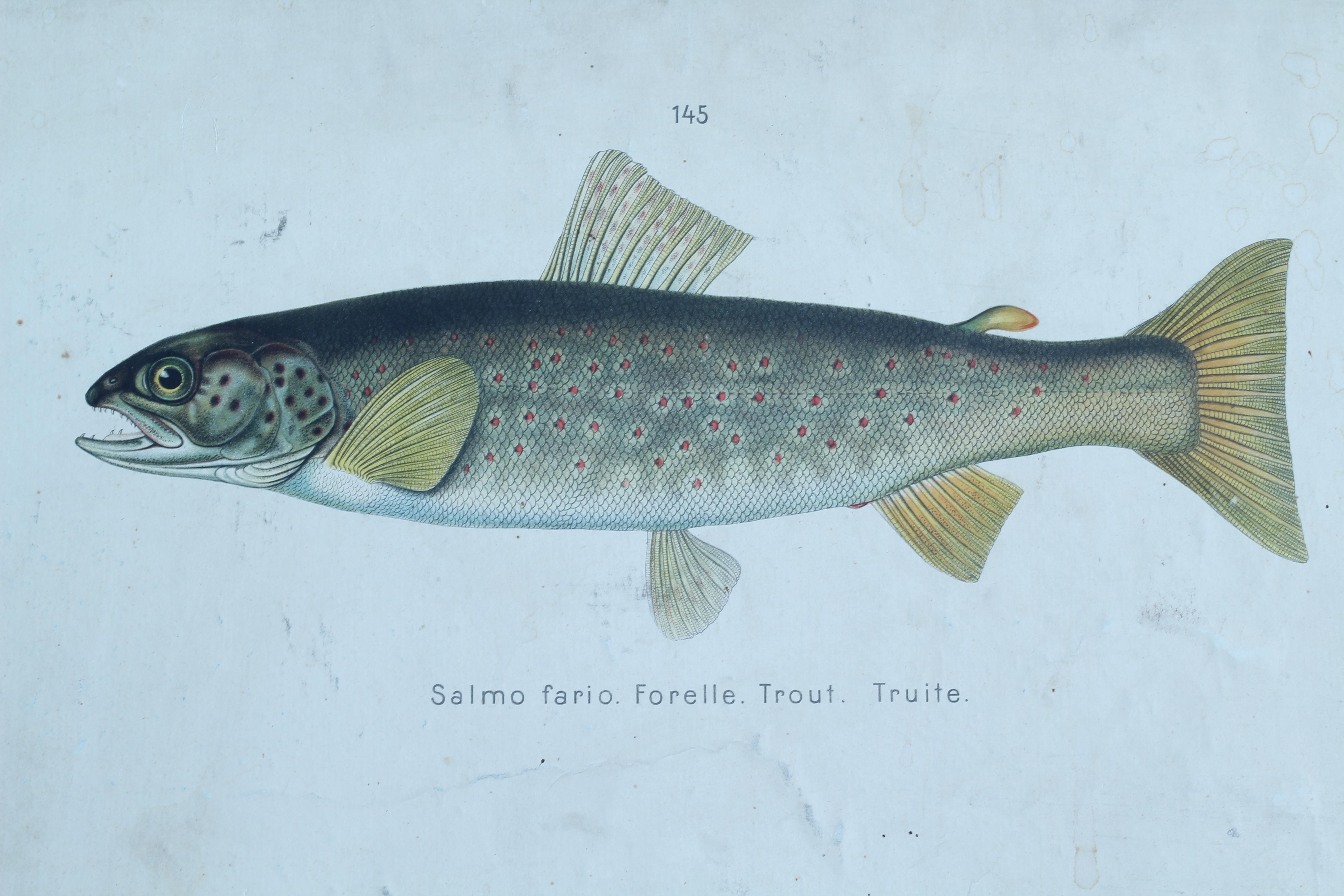 Old school chart with a beautiful detailed fish drawing. The chart presents very precise images of different fish species. It is made of a rigid cardboard. Perfect decor piece for a restaurant or stylish kitchen.
