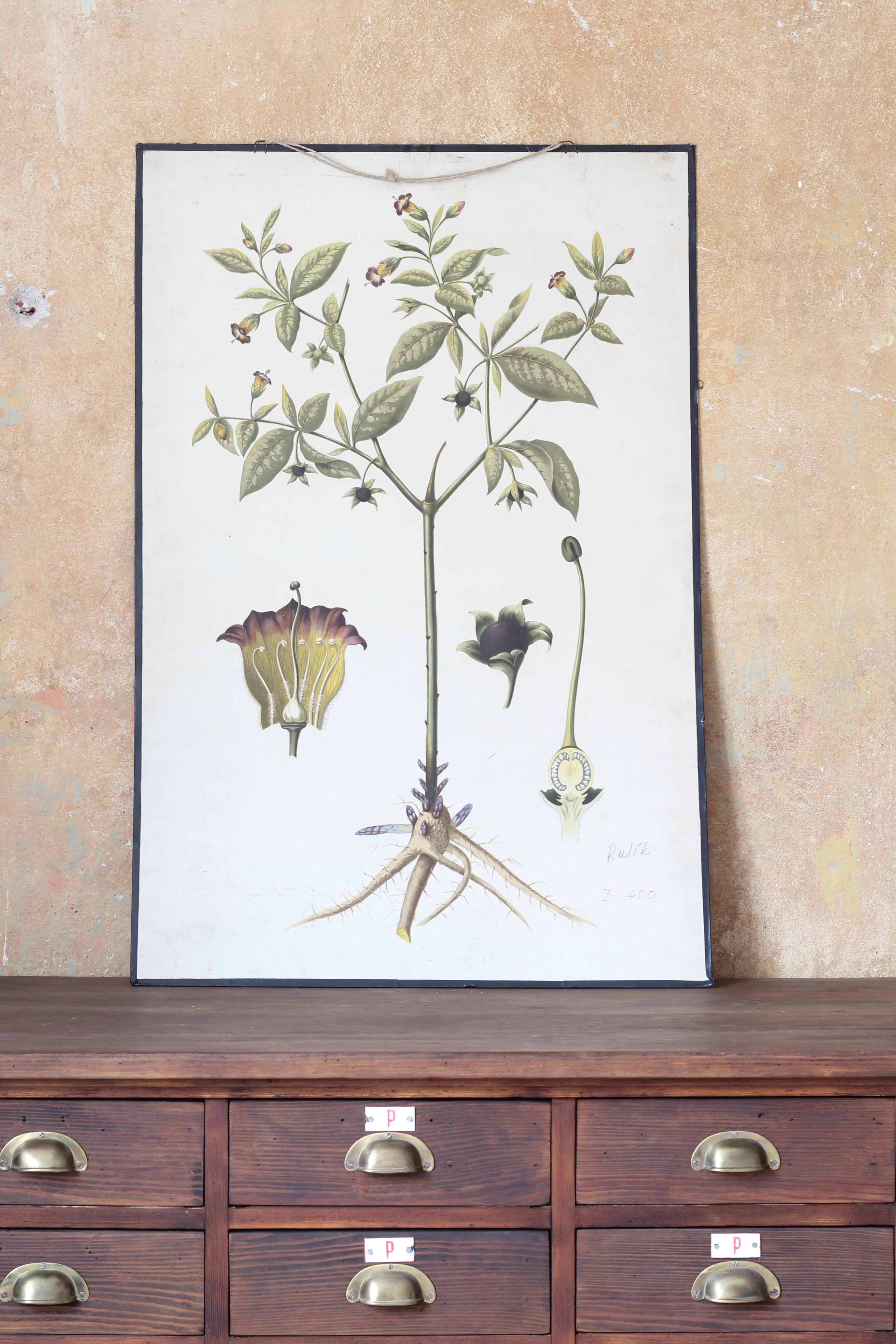 Old school chart with a beautiful detailed floral drawing. The chart is full of colors and presents precise images of this plant. It is made of a rigid cardboard. Perfect decor piece for a restaurant or stylish kitchen.