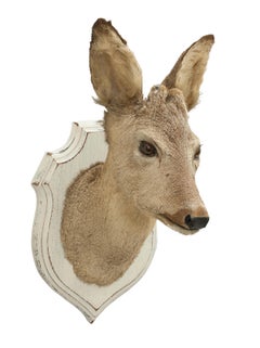 Old Taxidermy Roe Deer