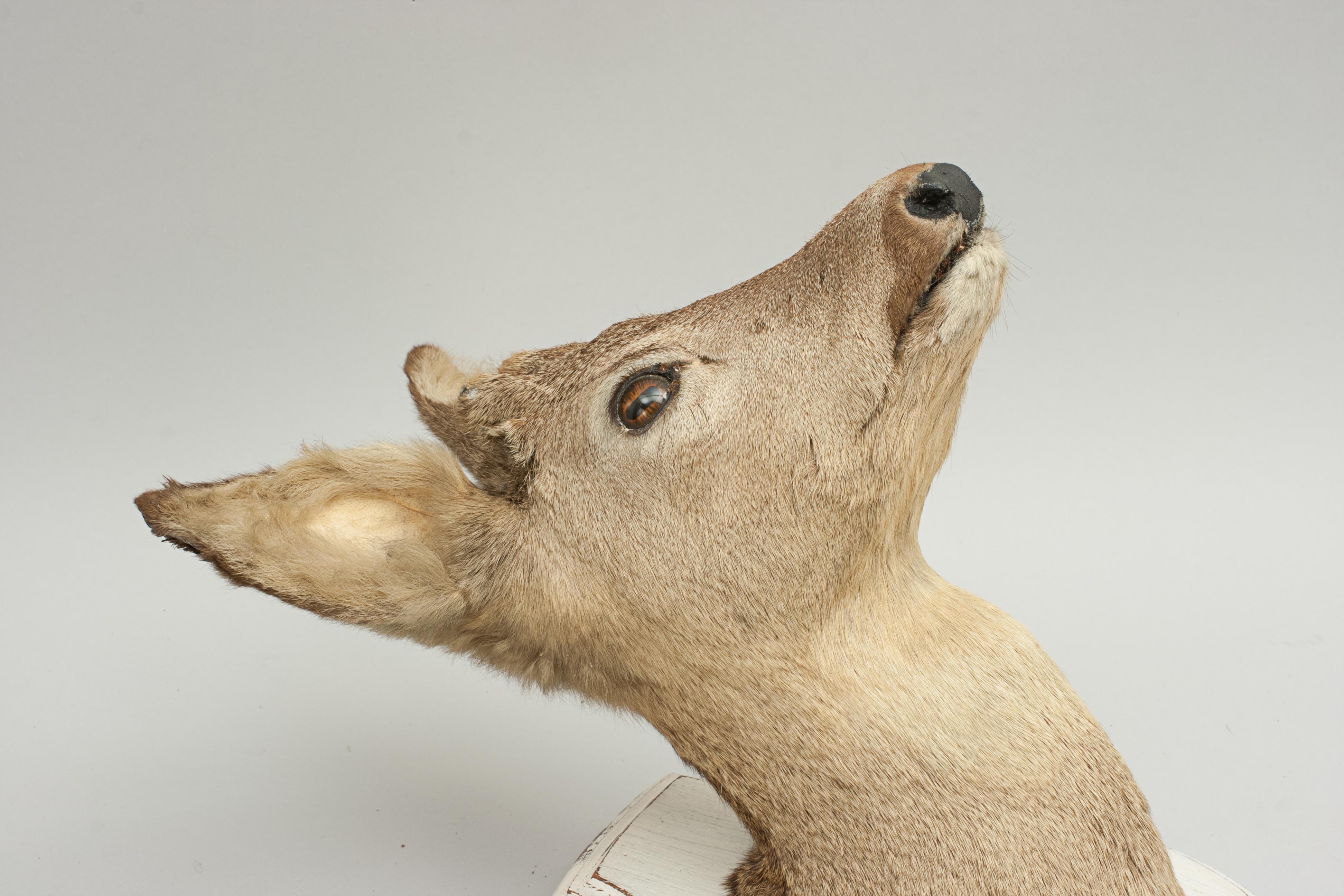 English Old Taxidermy Roe Deer