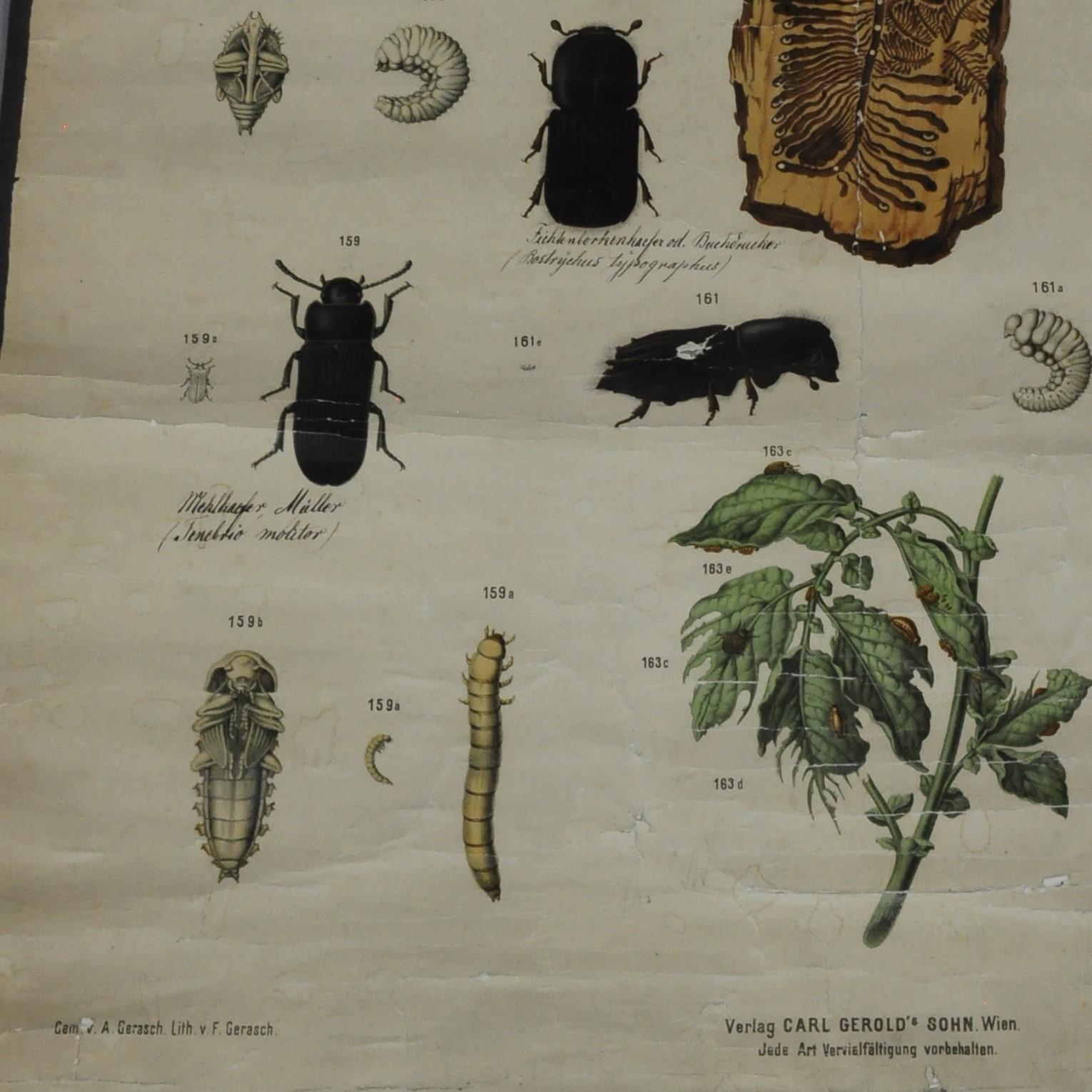 An old vintage-style wall chart poster print presenting many different kinds of beetles. It was published by the Verlag Carl Gerold's Sohn; Vienna. Colorful print on hand-made (Bütten) paper.
Measurements:
Width 63.50 cm (25.00 inch)
Height 81 cm