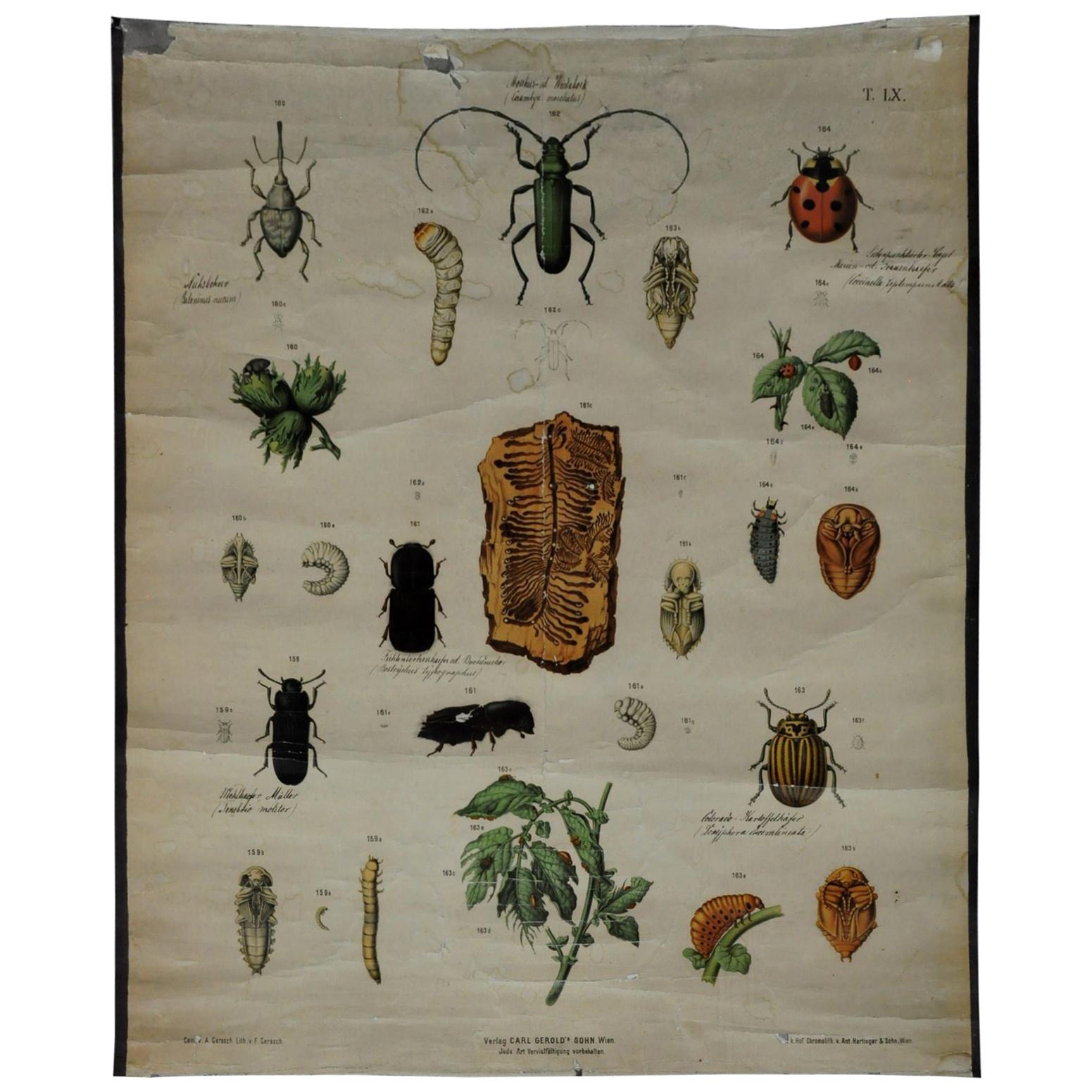 Old Mural Countrycore Vintage Poster Wall Chart Beetles Insects Overview For Sale