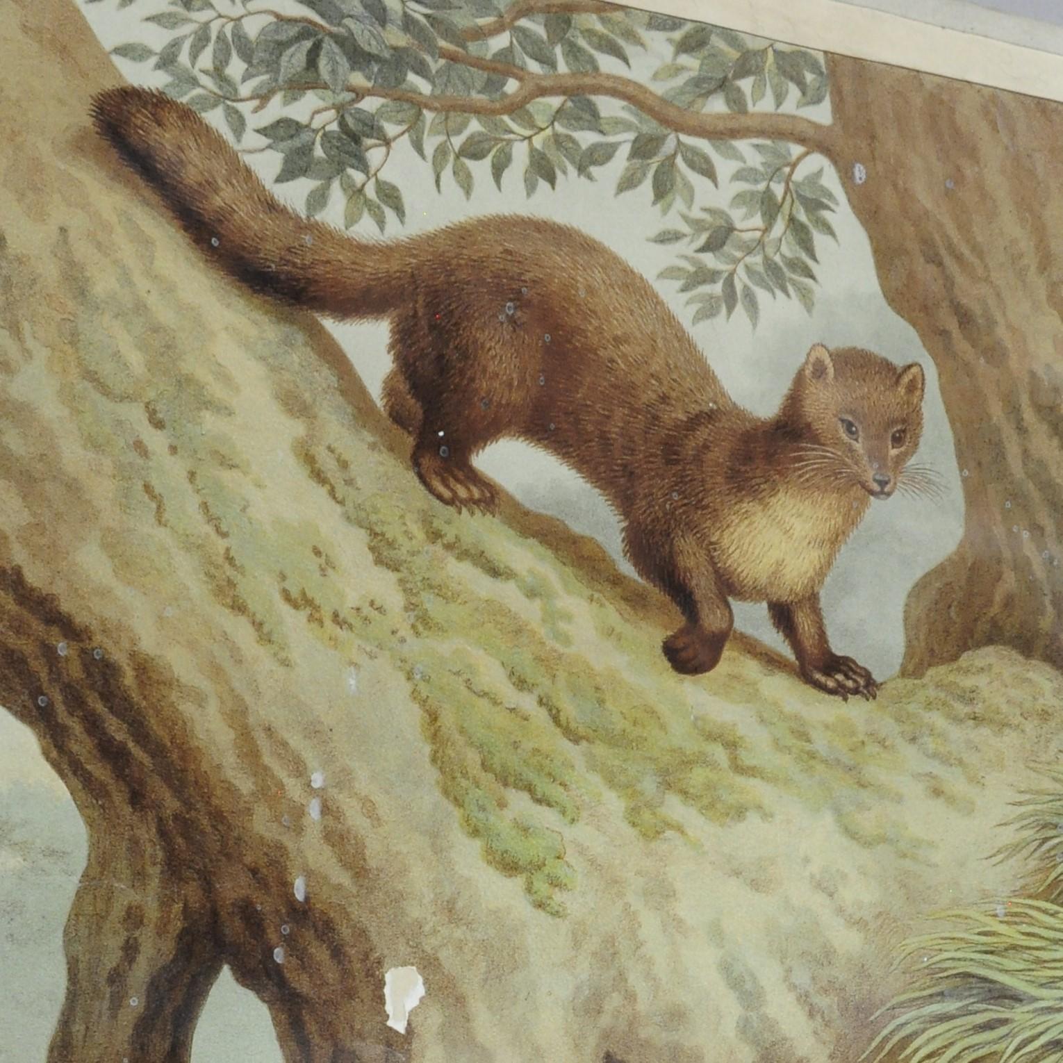 The old vintage wall chart shows a cute natural wildlife scenery of a weasel and an otter. Colorful print on thick paper nearly cardboard.
Measurements:
Width 67 cm (26.38 inch)
Height 89 cm (35.04 inch)

Background information on the history of