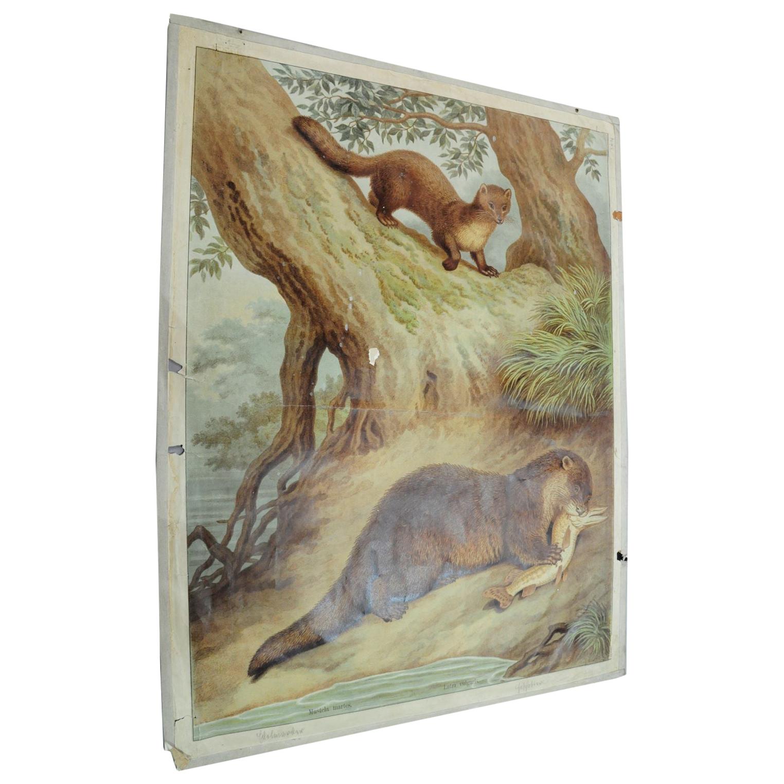 Old Vintage Wall Chart Weasel Otter Country Style Poster Print For Sale